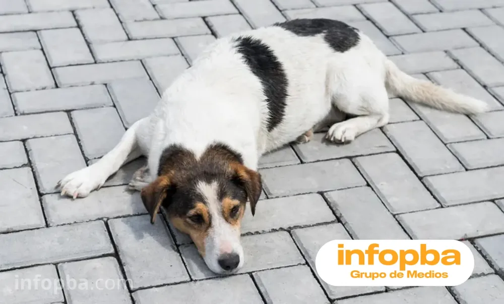 IMG infopba(14)