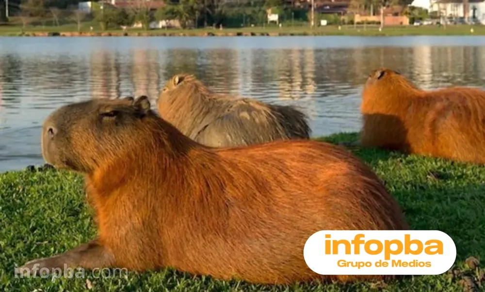 IMG infopba(40)